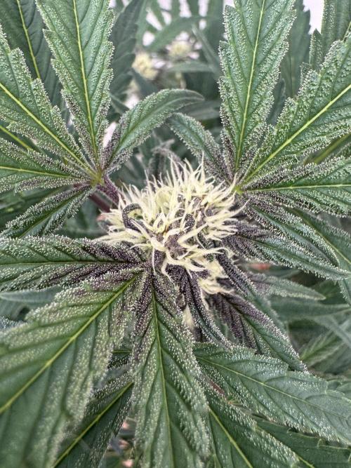 Cherish the Cherry Cola. Week 6