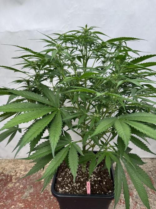 Five Dollar Shake 🍒. Week 6