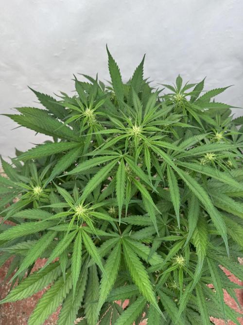 Five Dollar Shake 🍒. Week 6