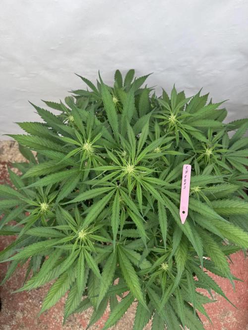 Five Dollar Shake 🍒. Week 6