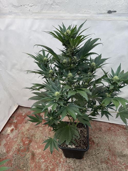 Bottle Bottoms ♻️. Week 6