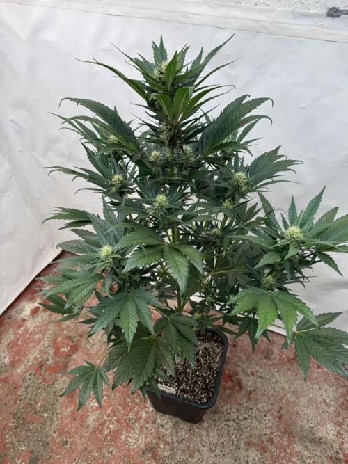 Bottle Bottoms ♻️. Week 6