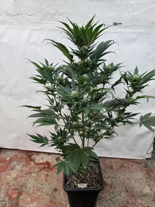 Bottle Bottoms ♻️. Week 6