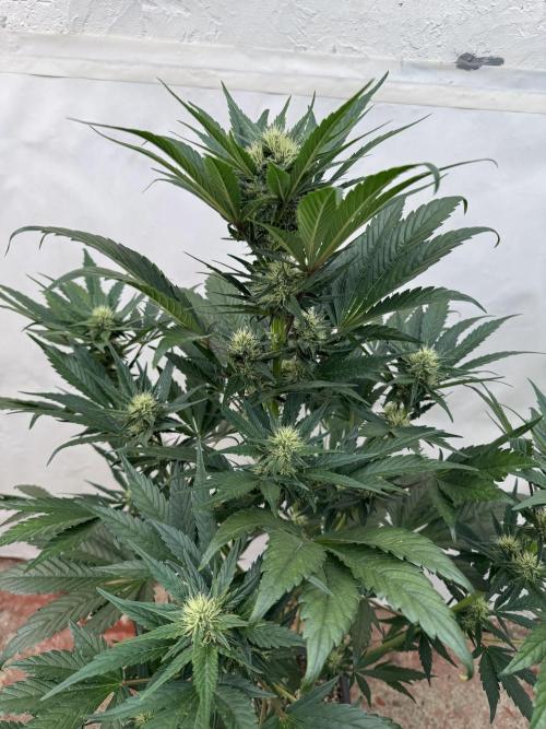 Bottle Bottoms ♻️. Week 6