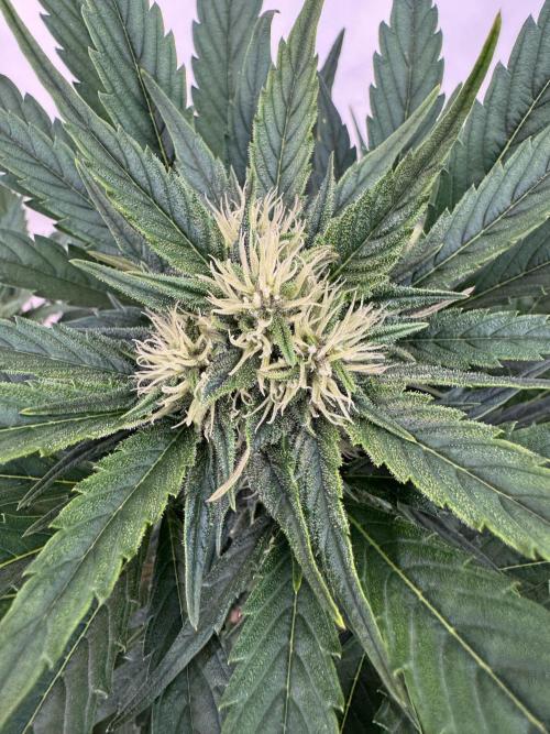 Bottle Bottoms ♻️. Week 6