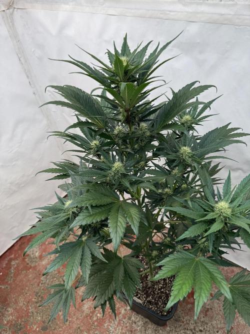 Bottle Bottoms ♻️. Week 6