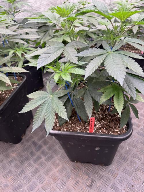 Acai x Black Cherry Funk. Week 6