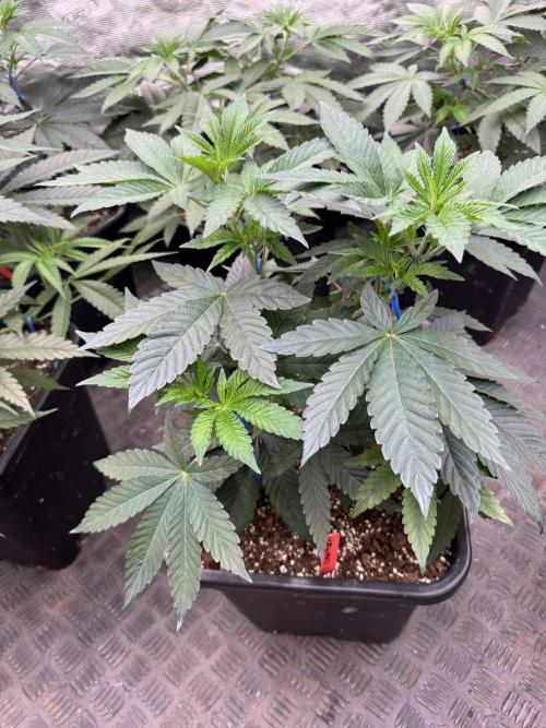 Acai x Black Cherry Funk. Week 6