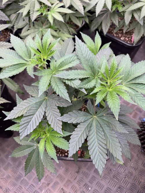 Acai x Black Cherry Funk. Week 6