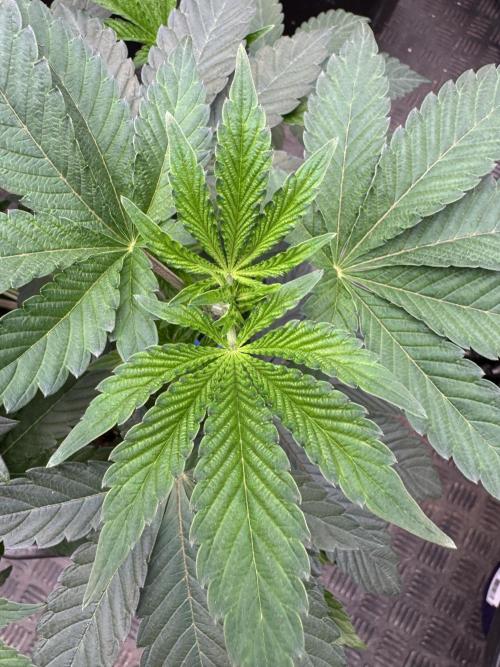 Acai x Black Cherry Funk. Week 6