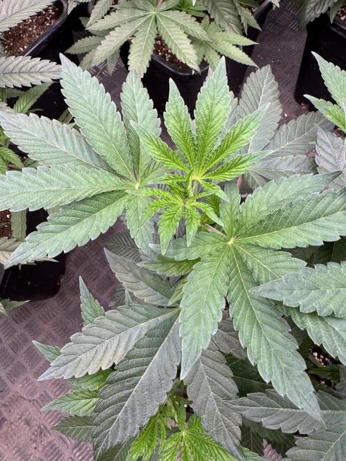 Acai x Black Cherry Funk. Week 6