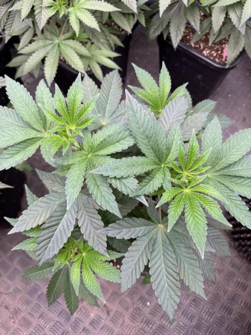 Acai x Black Cherry Funk. Week 6