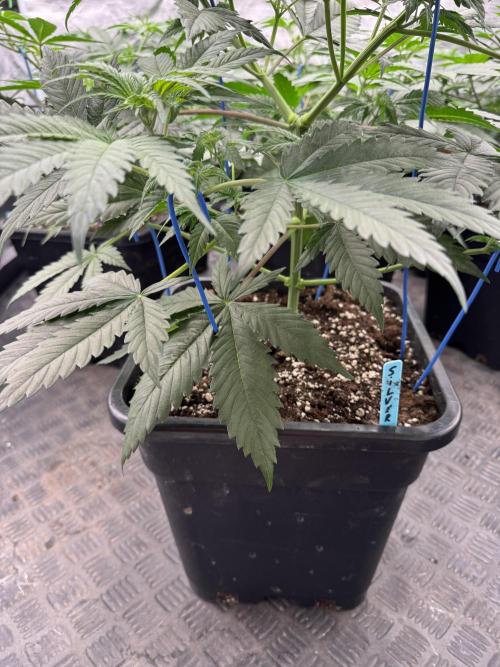 Old School 😶‍🌫️. Week 6