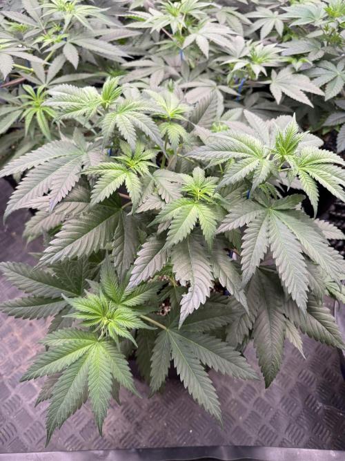 Old School 😶‍🌫️. Week 6