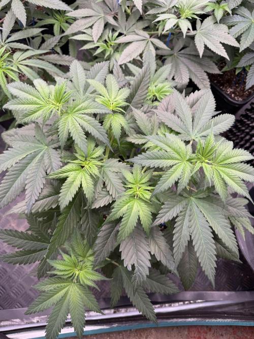 Old School 😶‍🌫️. Week 6