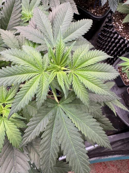 Old School 😶‍🌫️. Week 6