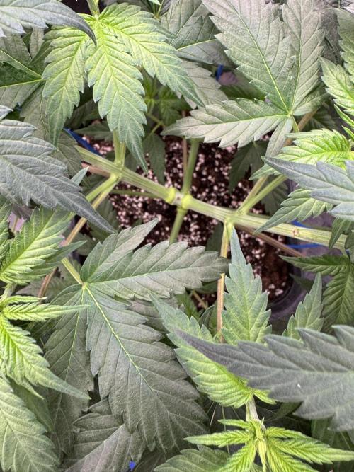 Old School 😶‍🌫️. Week 6