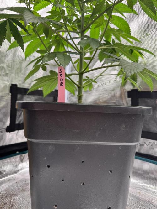 Gas Station ⛽️. Week 6