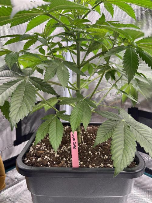 Gas Station ⛽️. Week 6