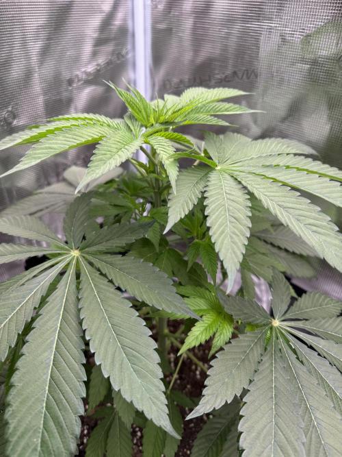 Gas Station ⛽️. Week 6