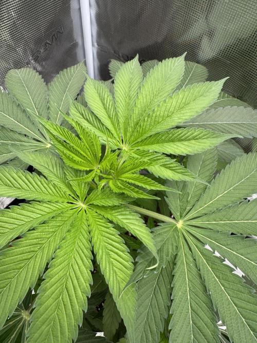 Gas Station ⛽️. Week 6