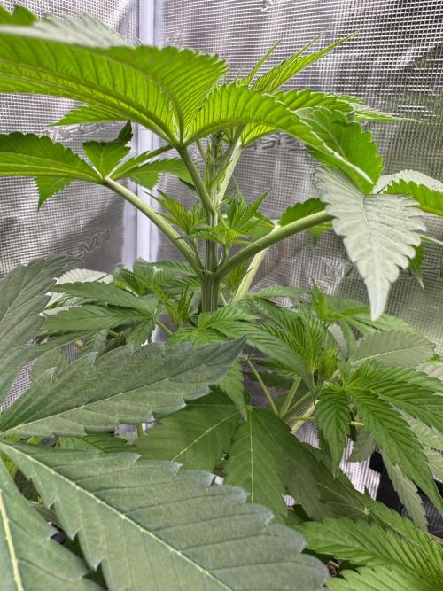 Gas Station ⛽️. Week 6