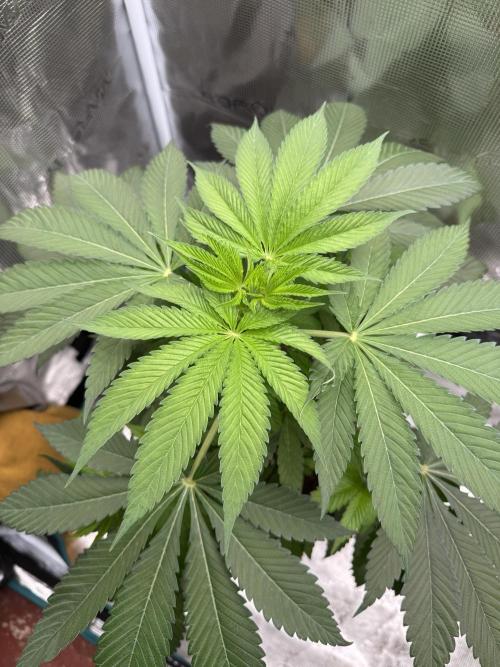 Gas Station ⛽️. Week 6