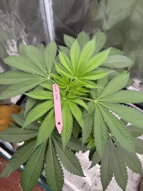 Gas Station ⛽️. Week 6