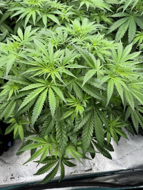 Sherbet Season 🌈. Week 6