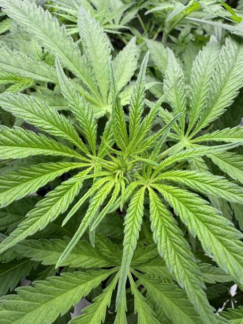 Sherbet Season 🌈. Week 6