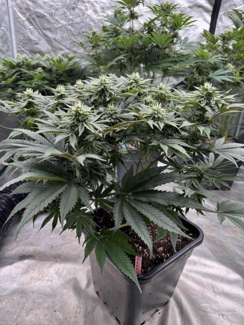 Doughnut Time 🍩. Week 11