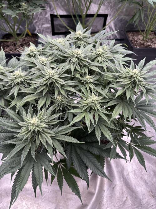 Doughnut Time 🍩. Week 11