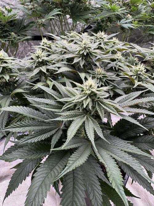 Doughnut Time 🍩. Week 11