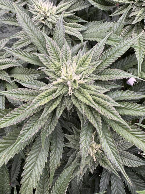 Doughnut Time 🍩. Week 11