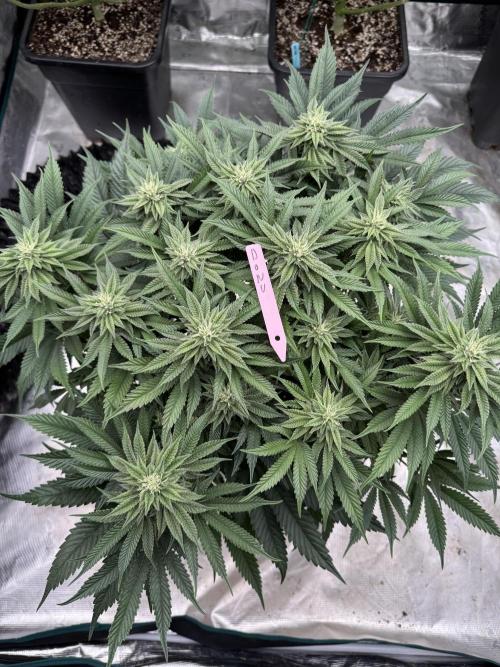 Doughnut Time 🍩. Week 11