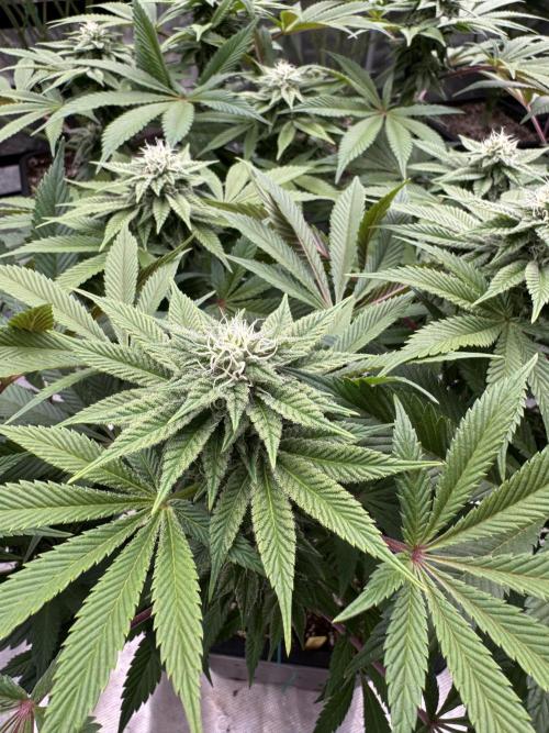 Golden sands 🏜️. Week 11