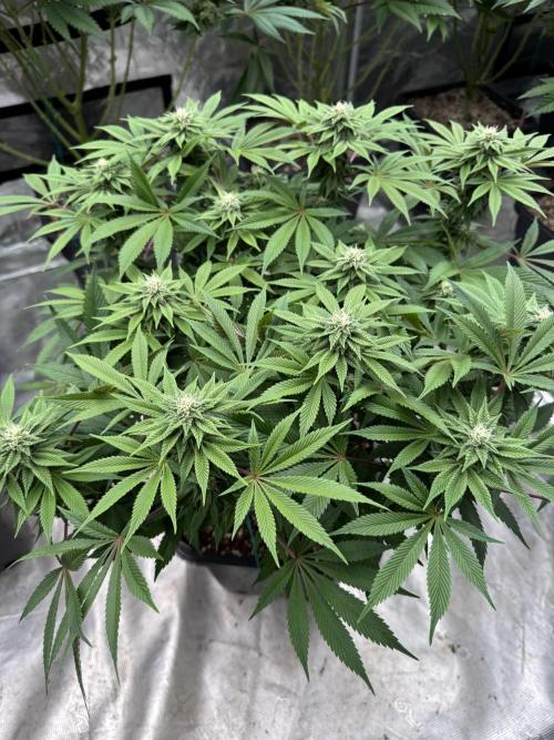 Golden sands 🏜️. Week 11