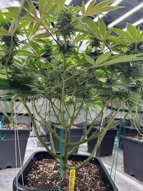 Golden sands 🏜️. Week 11