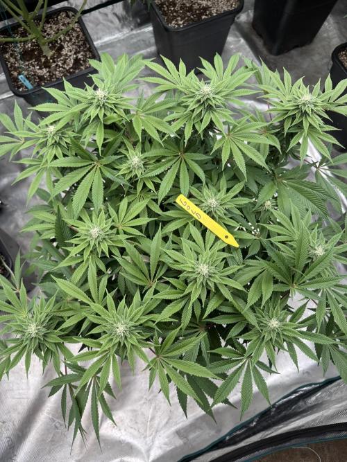 Golden sands 🏜️. Week 11