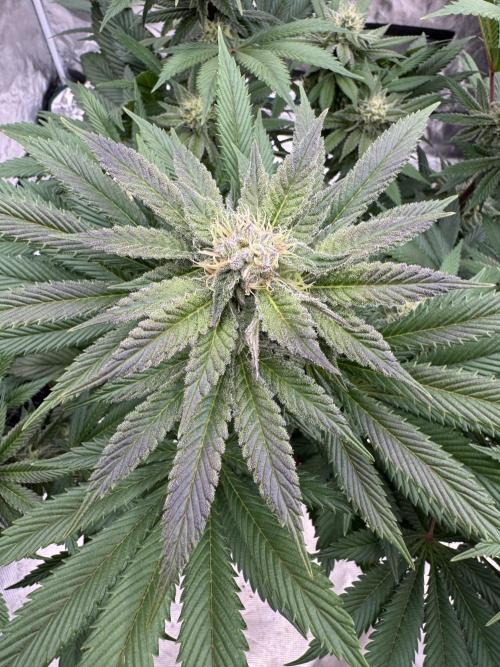 Tropical duo 🏝️. Week 11