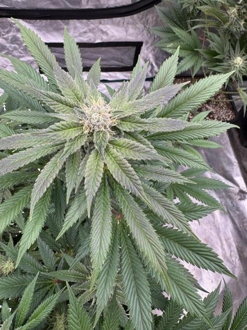 Tropical duo 🏝️. Week 11