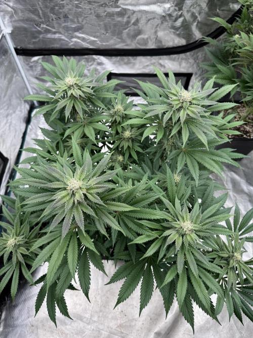 Tropical duo 🏝️. Week 11