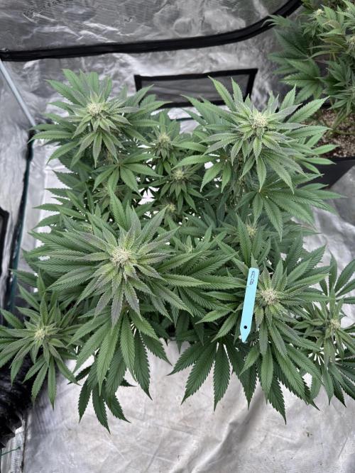 Tropical duo 🏝️. Week 11