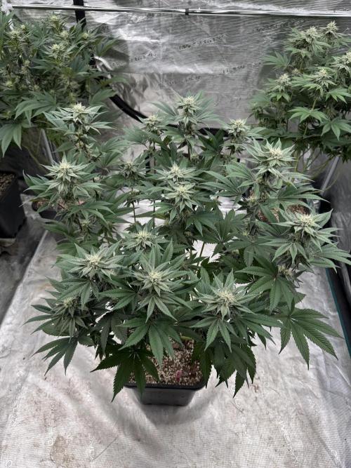 Da Valiotoro 🍦. Week 11