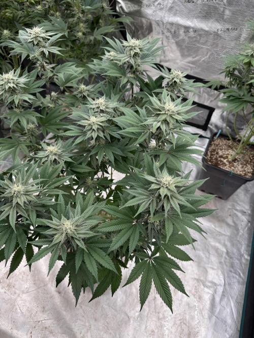 Da Valiotoro 🍦. Week 11