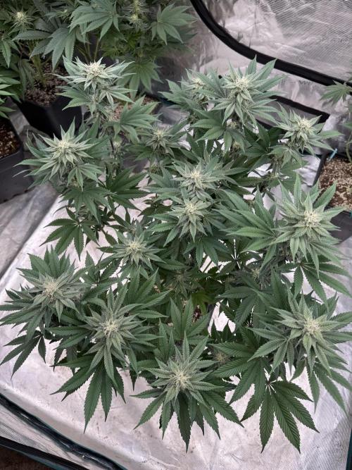 Da Valiotoro 🍦. Week 11