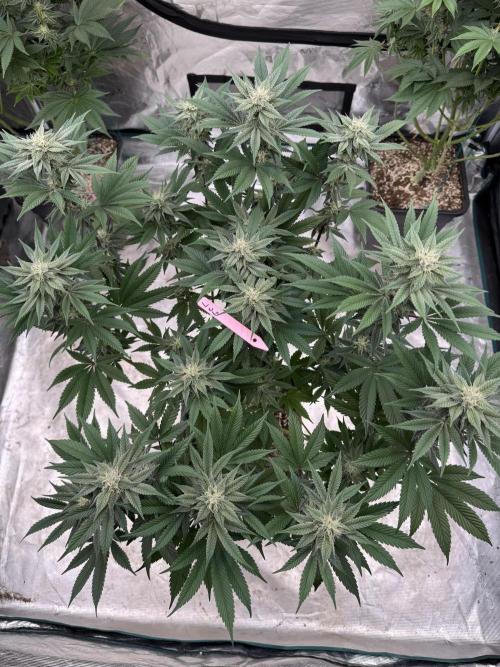 Da Valiotoro 🍦. Week 11