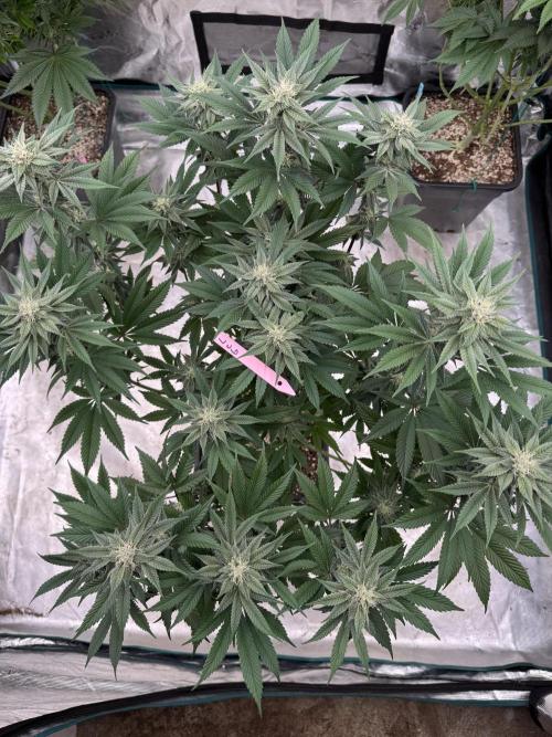 Da Valiotoro 🍦. Week 11