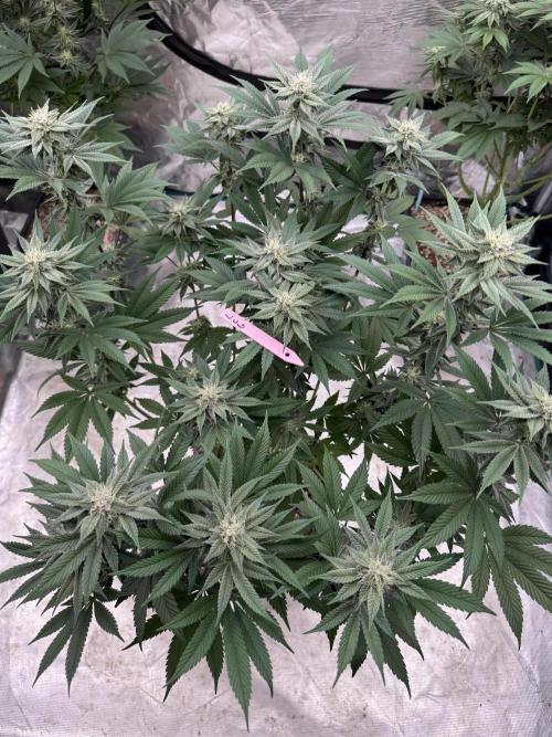 Da Valiotoro 🍦. Week 11