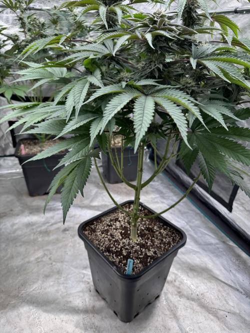 Lemon Tree x Banana Krumble. Week 11